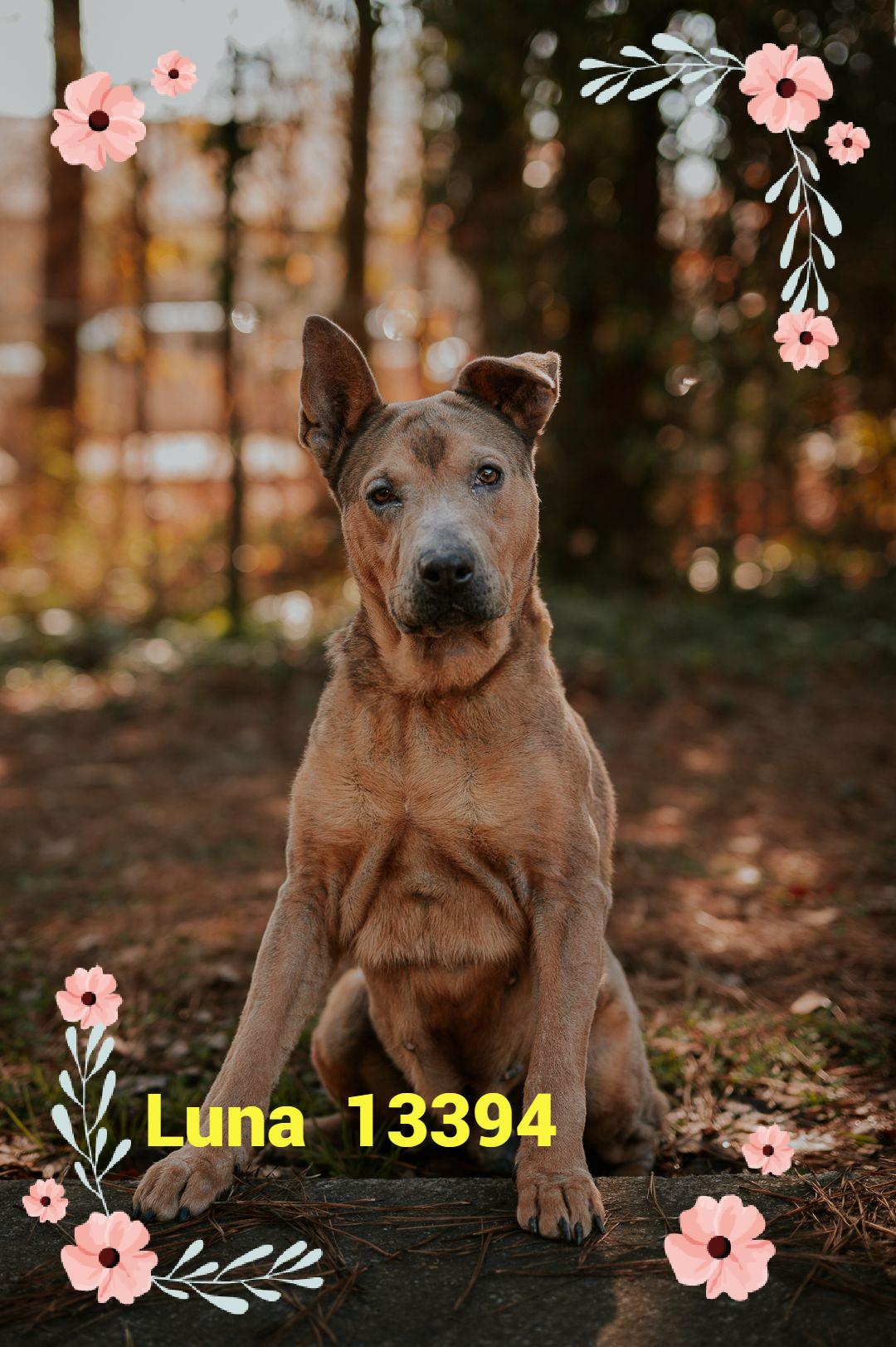 LUNA, a Adoptable mixed breed in Marietta, GA image 2/6