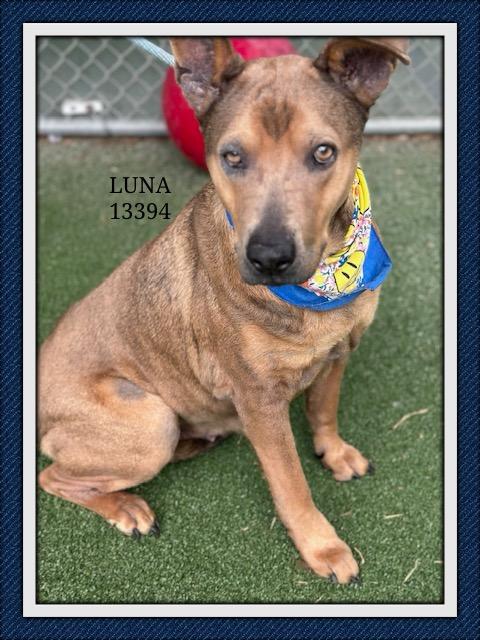 LUNA, Adoptable, Adult Female German Shepherd Dog & Labrador Retriever.