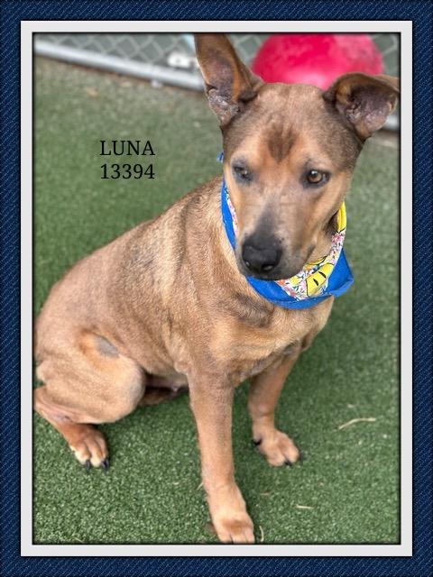 LUNA, a Adoptable mixed breed in Marietta, GA image 5/6