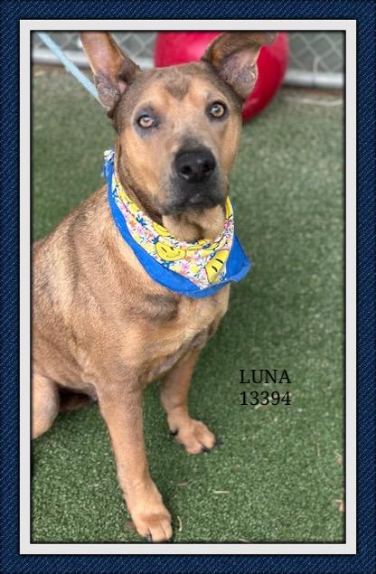 LUNA, a Adoptable mixed breed in Marietta, GA image 6/6