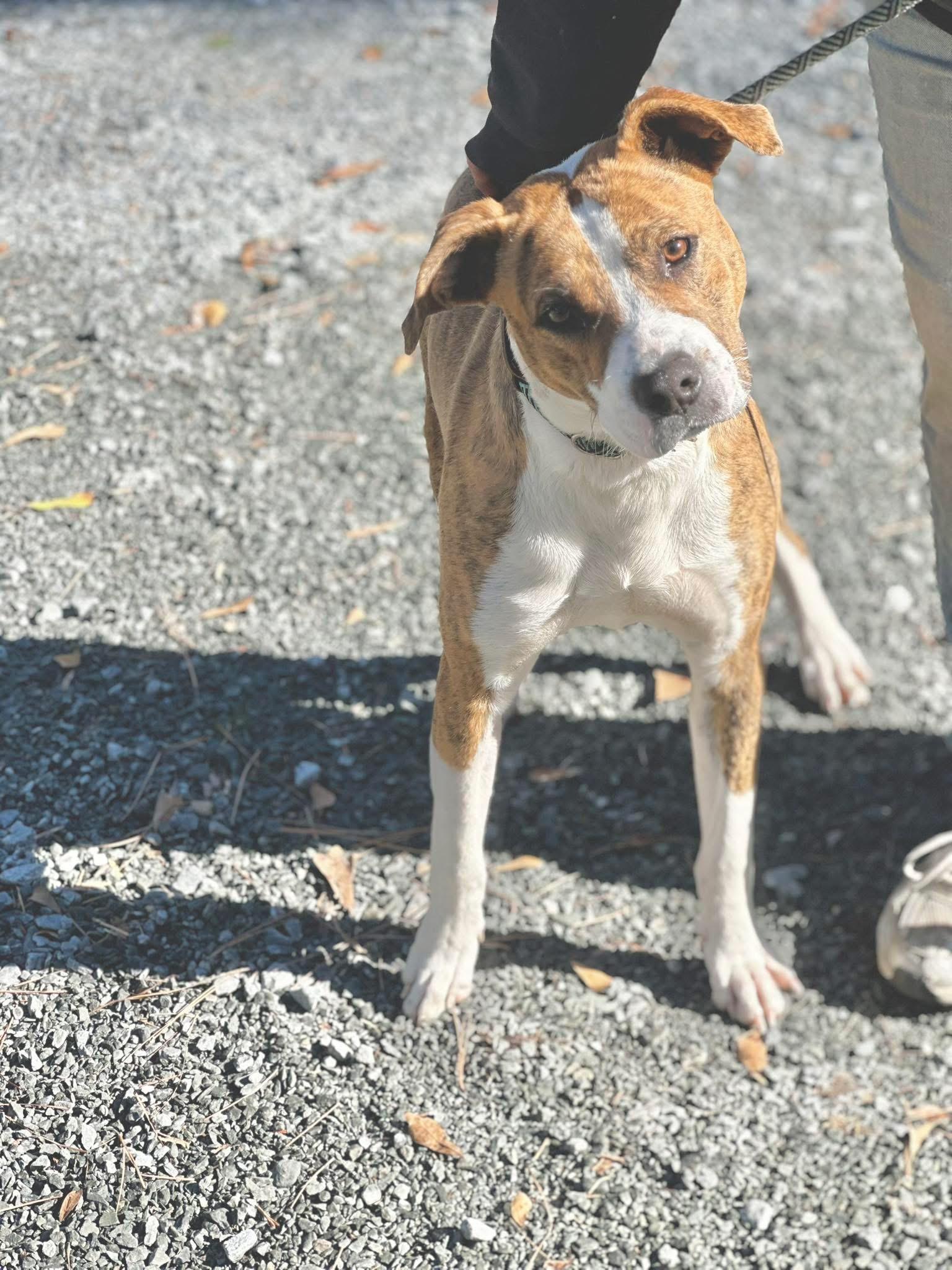 Tuffy, ADOPTABLE, Adult Male Mixed Breed.