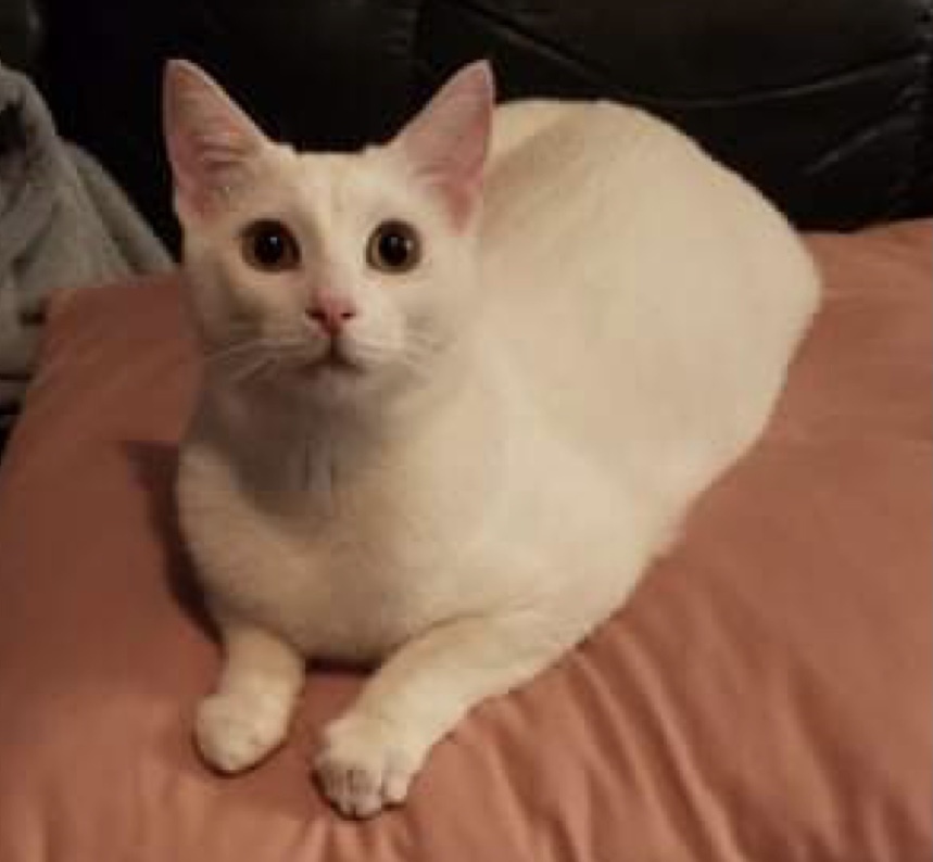 Alex, Adoptable, Young Female Domestic Short Hair.