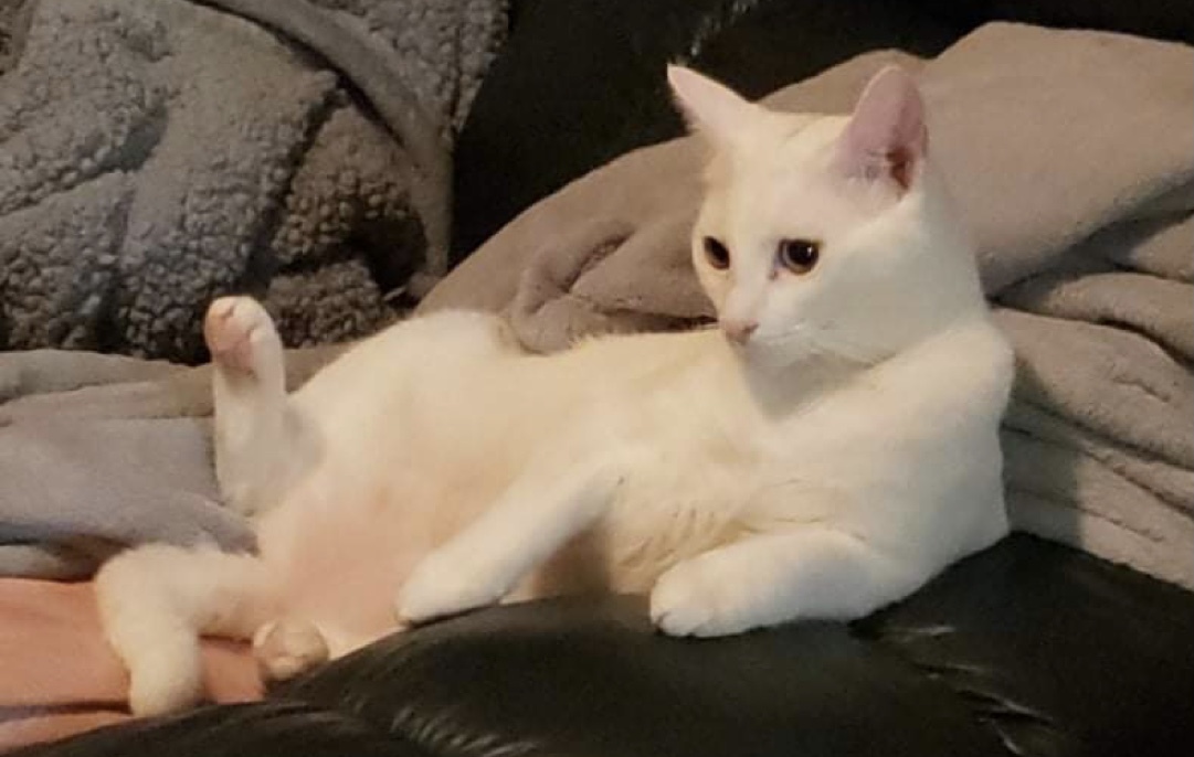 Alex, a Adoptable Domestic Short Hair in Los angeles, CA image 2/12