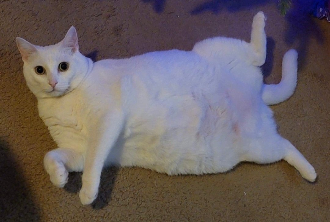 Alex, a Adoptable Domestic Short Hair in Los angeles, CA image 3/12