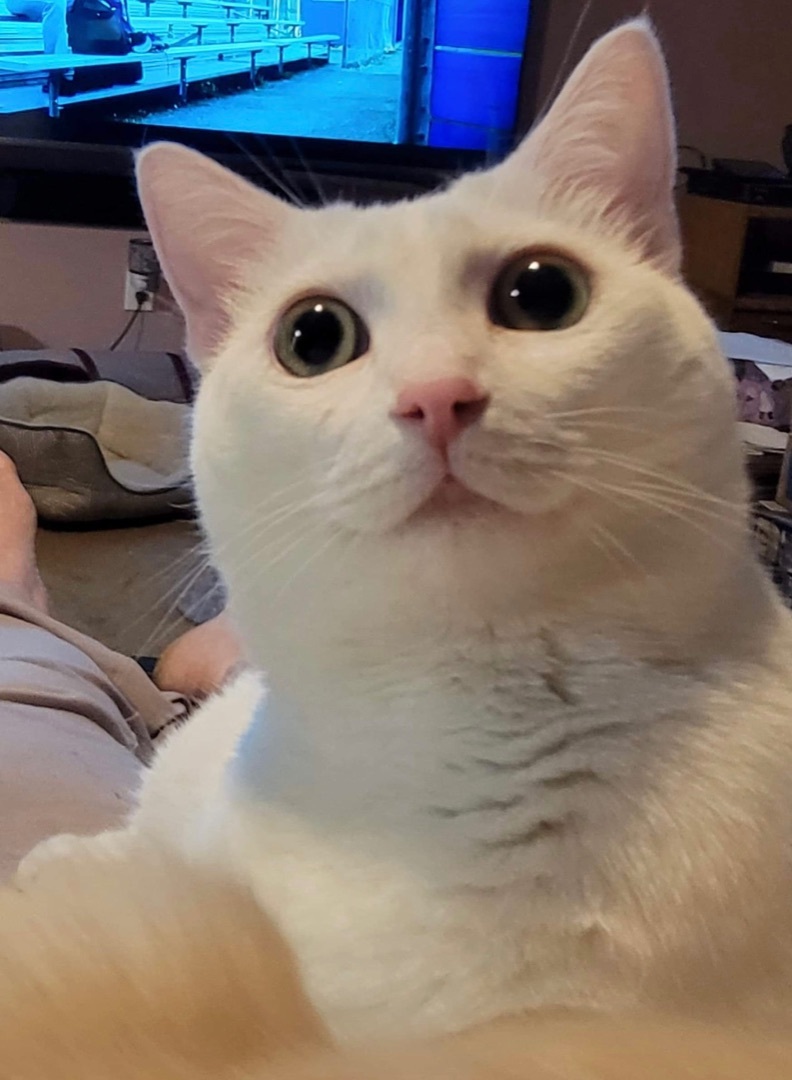 Alex, a Adoptable Domestic Short Hair in Los angeles, CA image 4/12