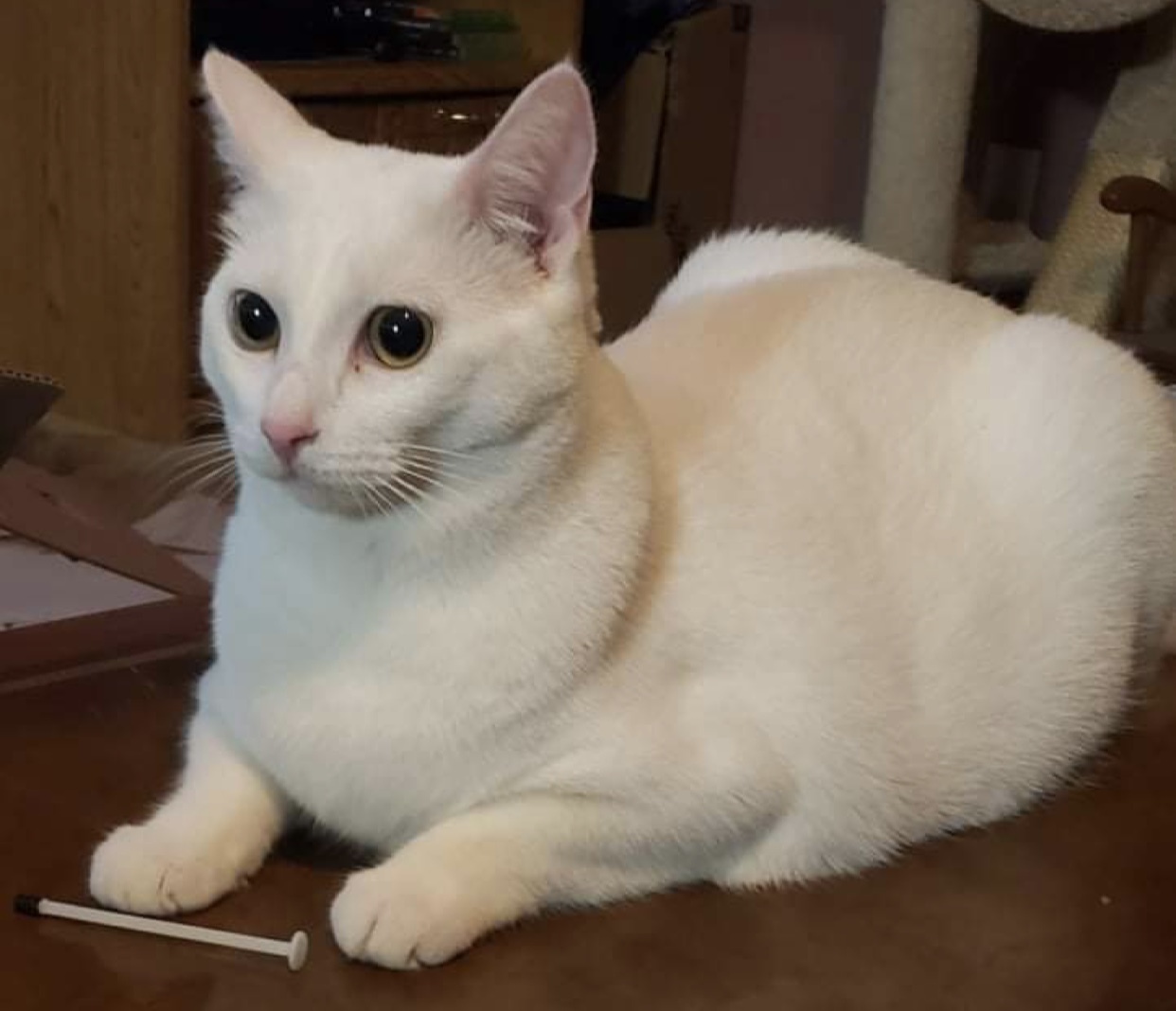 Alex, a Adoptable Domestic Short Hair in Los angeles, CA image 5/12