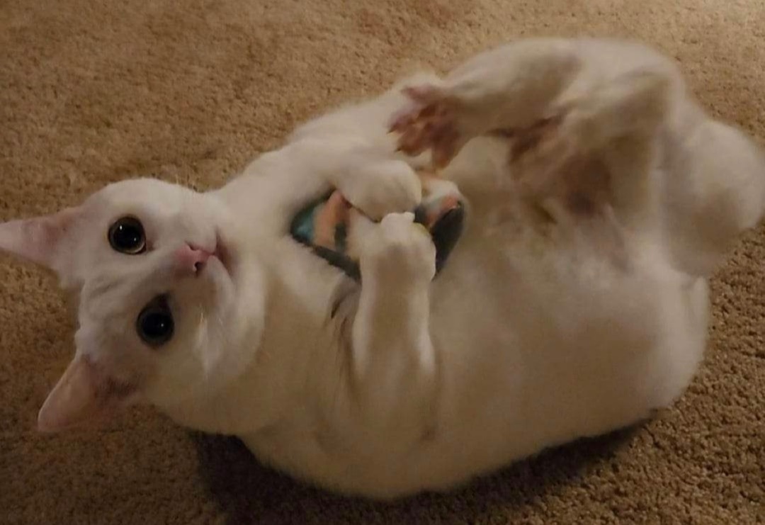 Alex, a Adoptable Domestic Short Hair in Los angeles, CA image 6/12