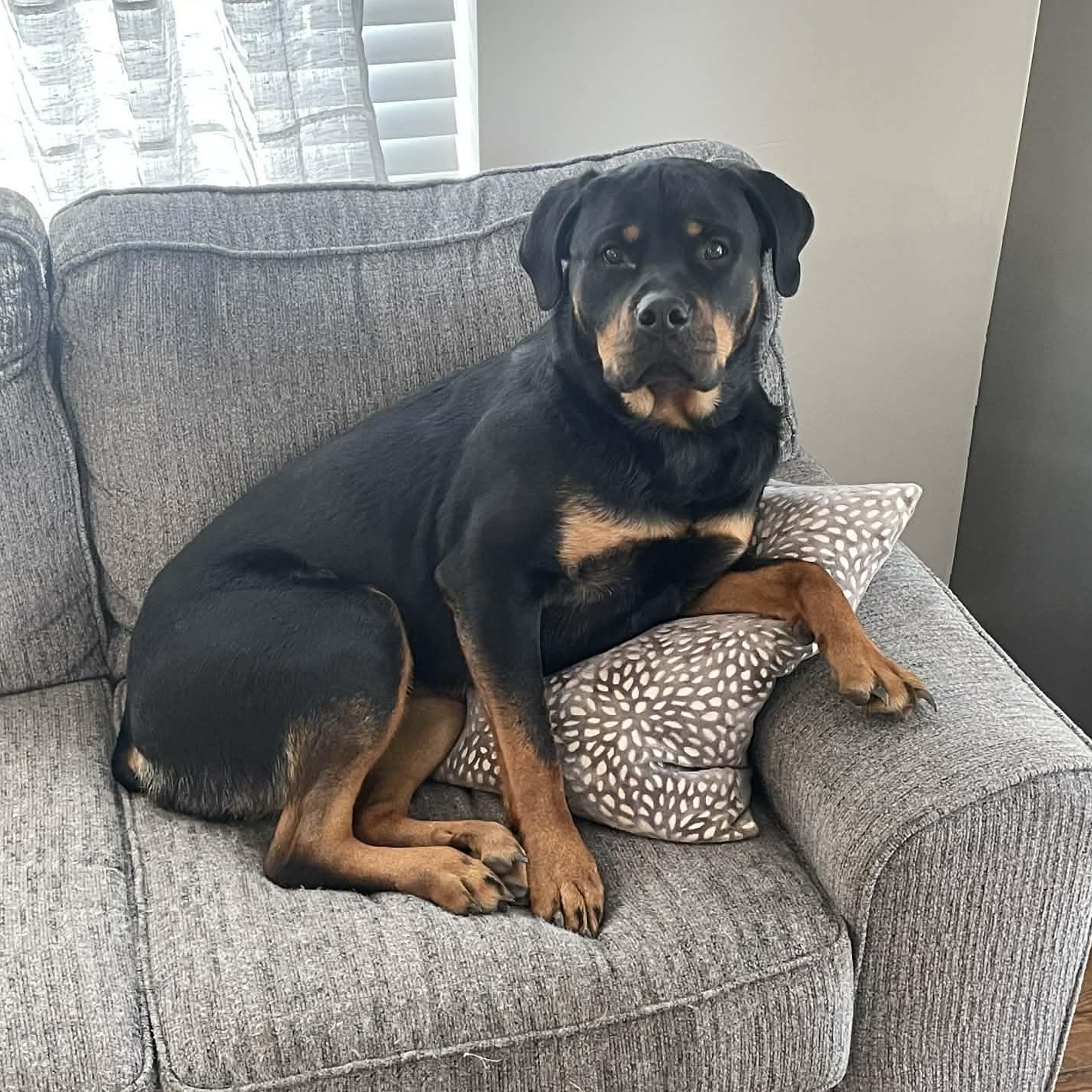 Bella, adoptable, Adult Female Rottweiler.