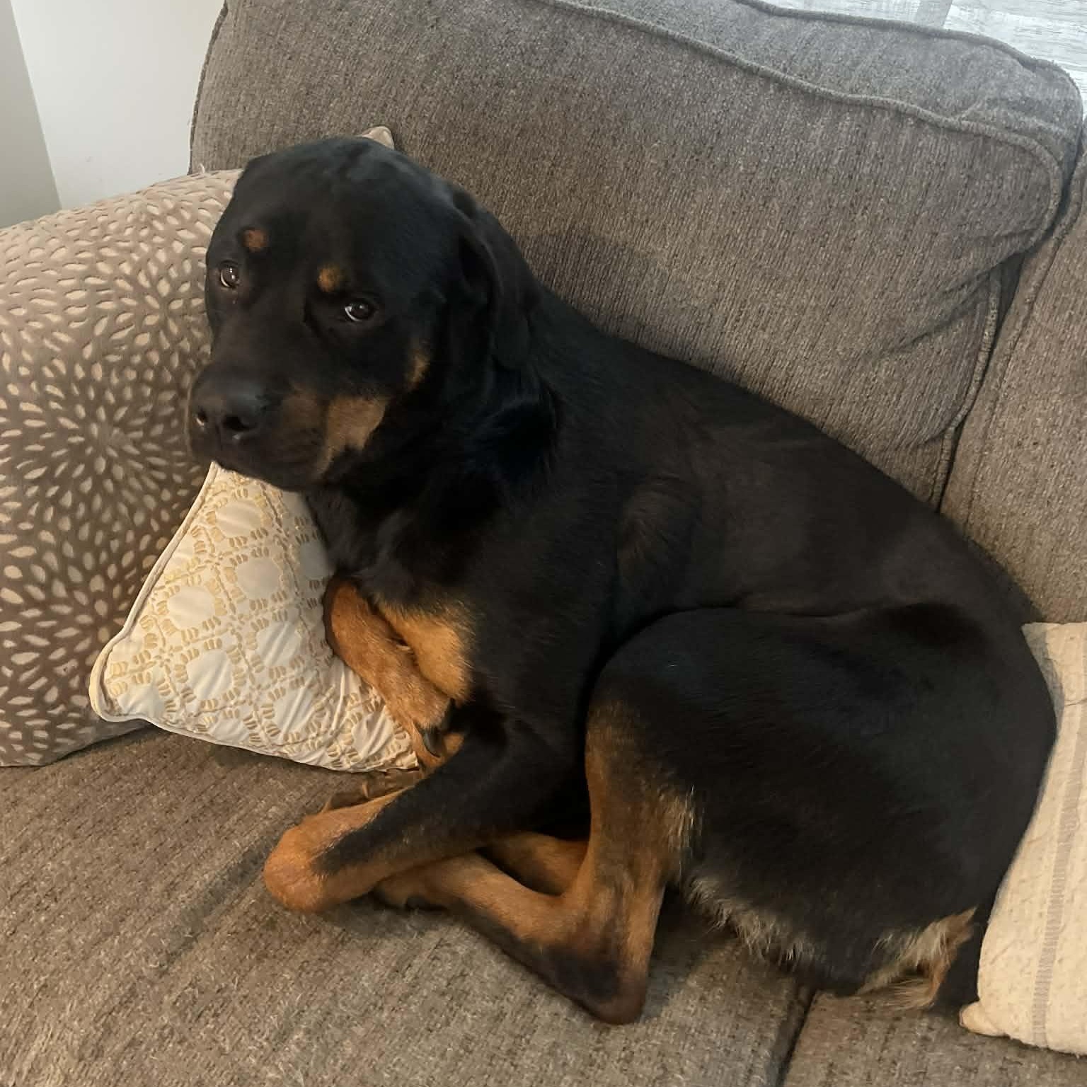 Enlarge Bella, an adoptable Rottweiler in Rochester, NY image 5/6