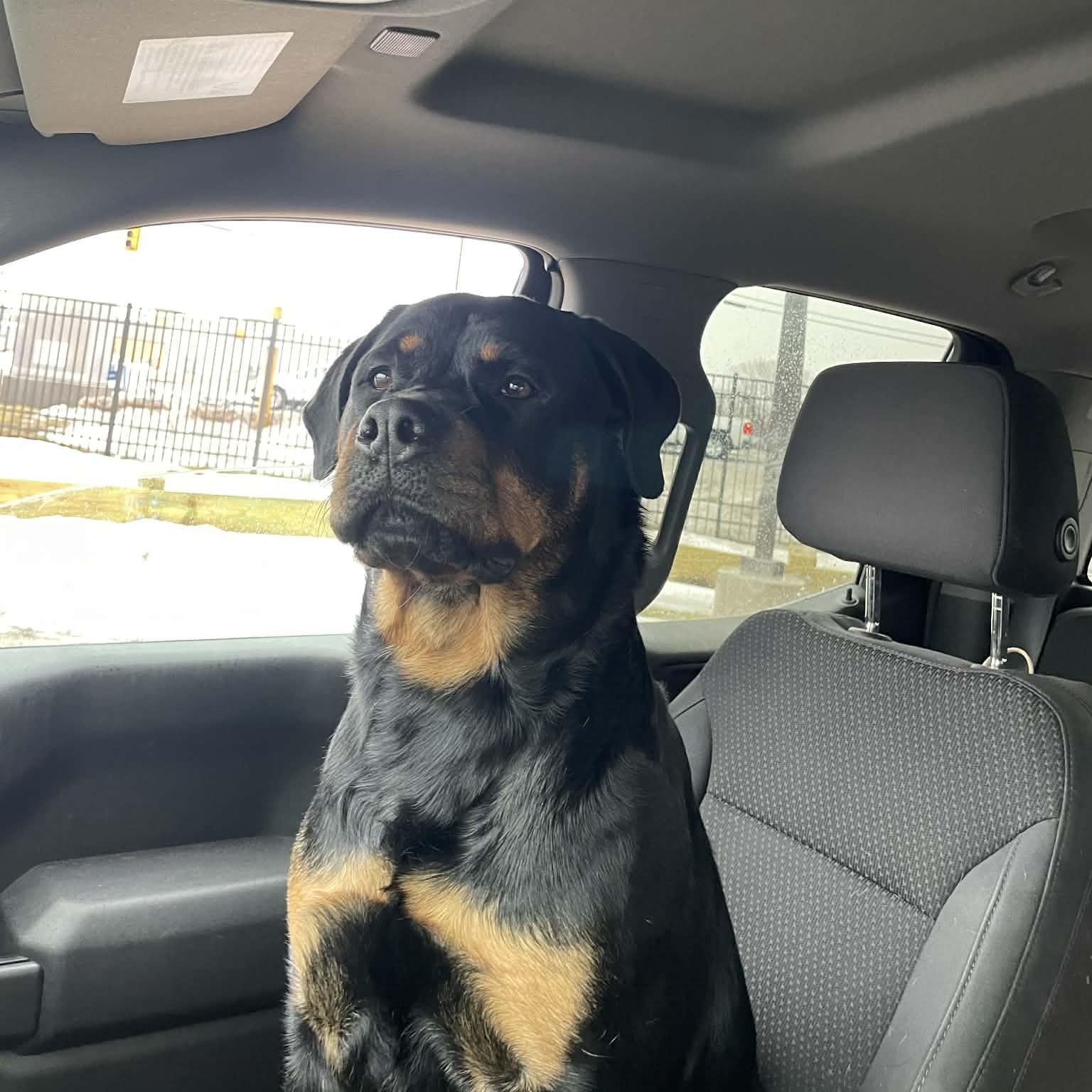 Enlarge Bella, an adoptable Rottweiler in Rochester, NY image 4/6