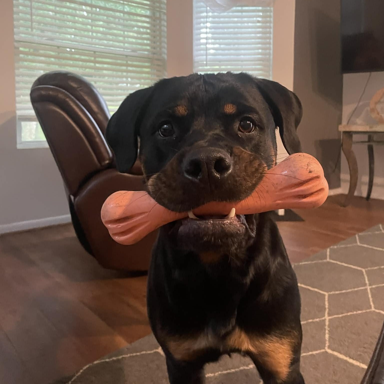 Enlarge Bella, an adoptable Rottweiler in Rochester, NY image 2/6