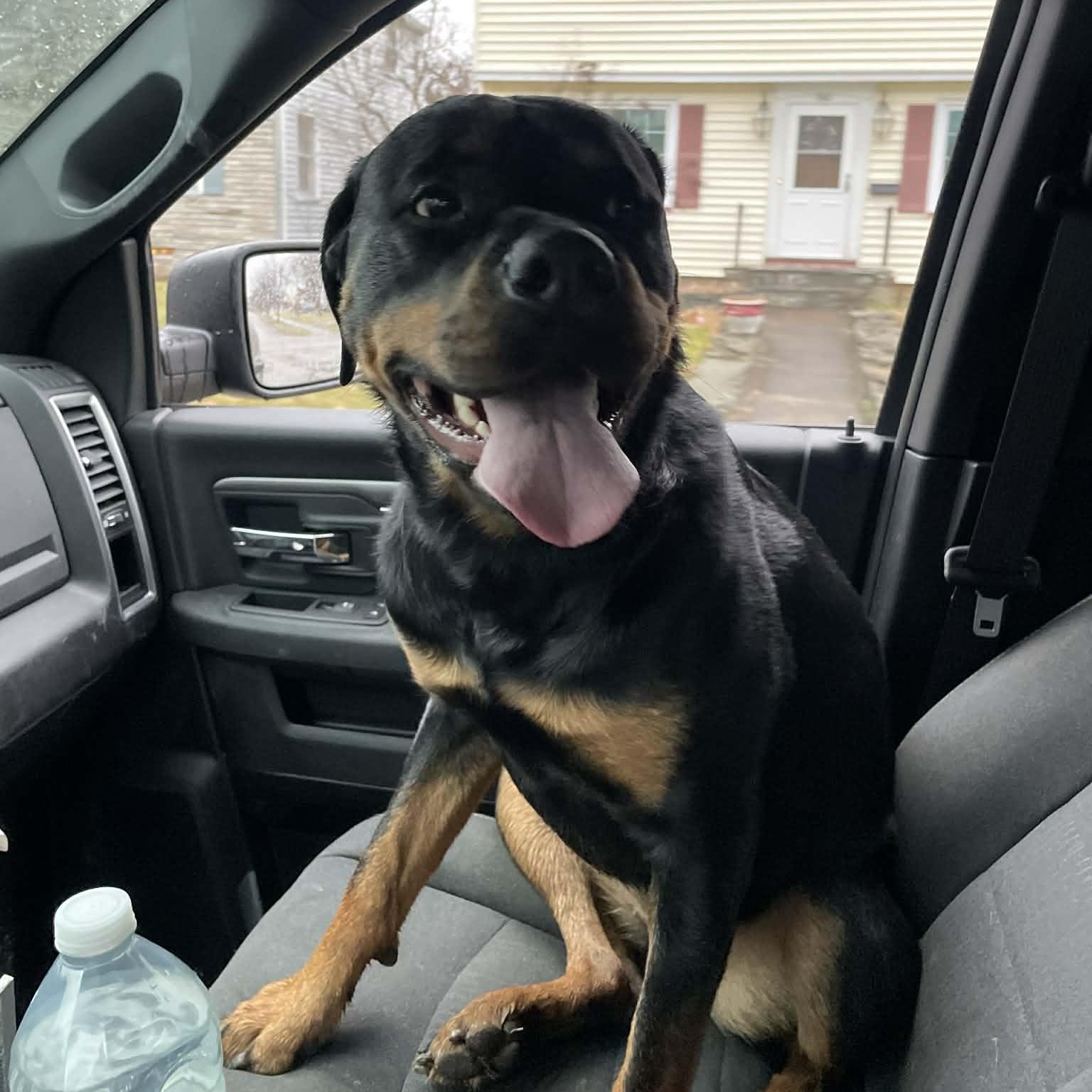 Enlarge Bella, an adoptable Rottweiler in Rochester, NY image 6/6