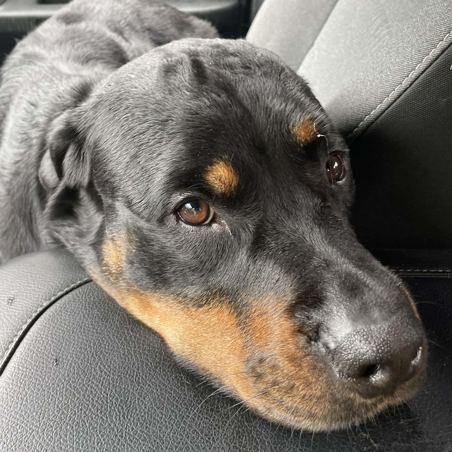 Enlarge Bella, an adoptable Rottweiler in Rochester, NY image 3/6