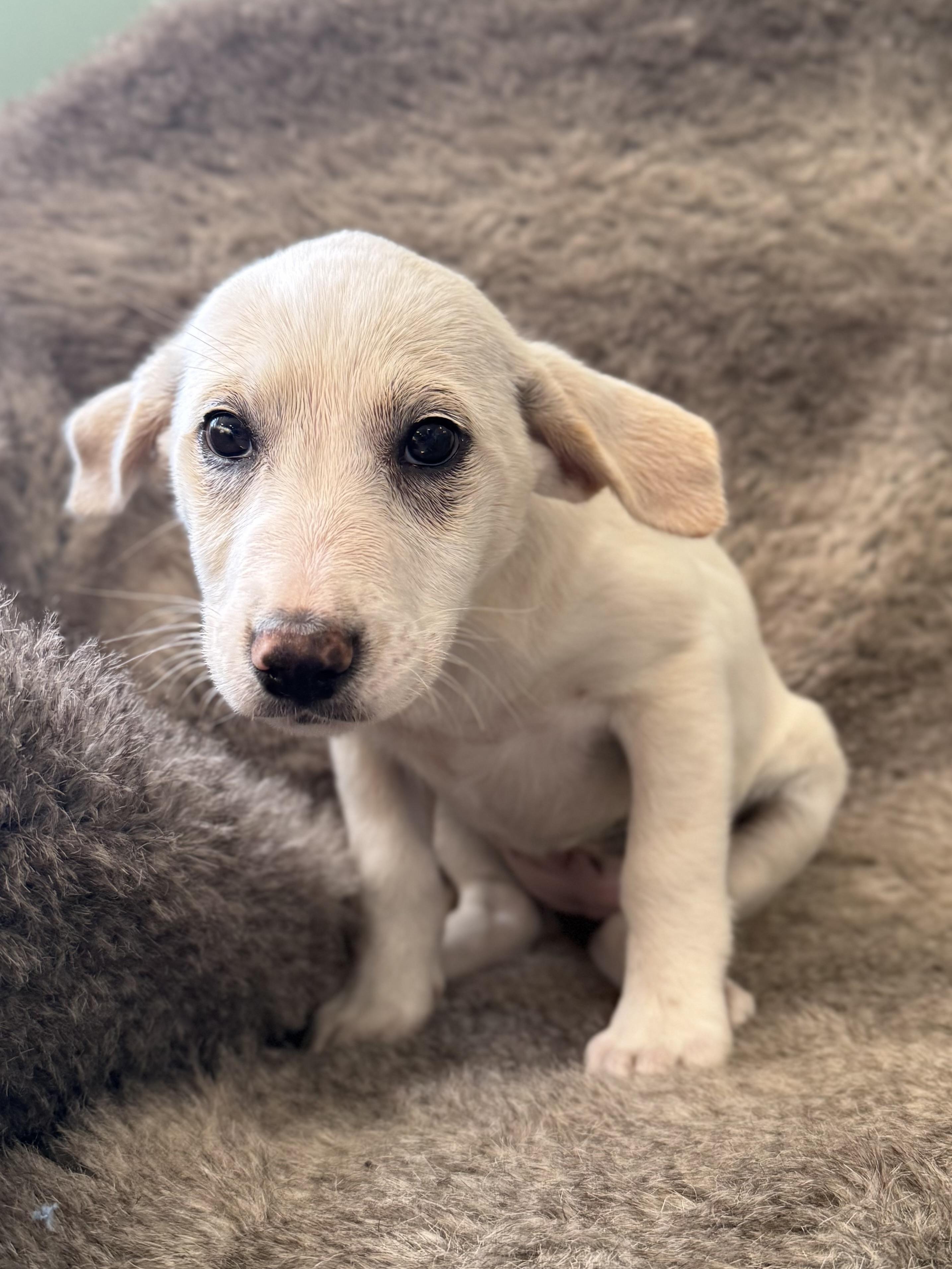 Enlarge Lila, an adopted mixed breed in Eagle, CO image 3/4