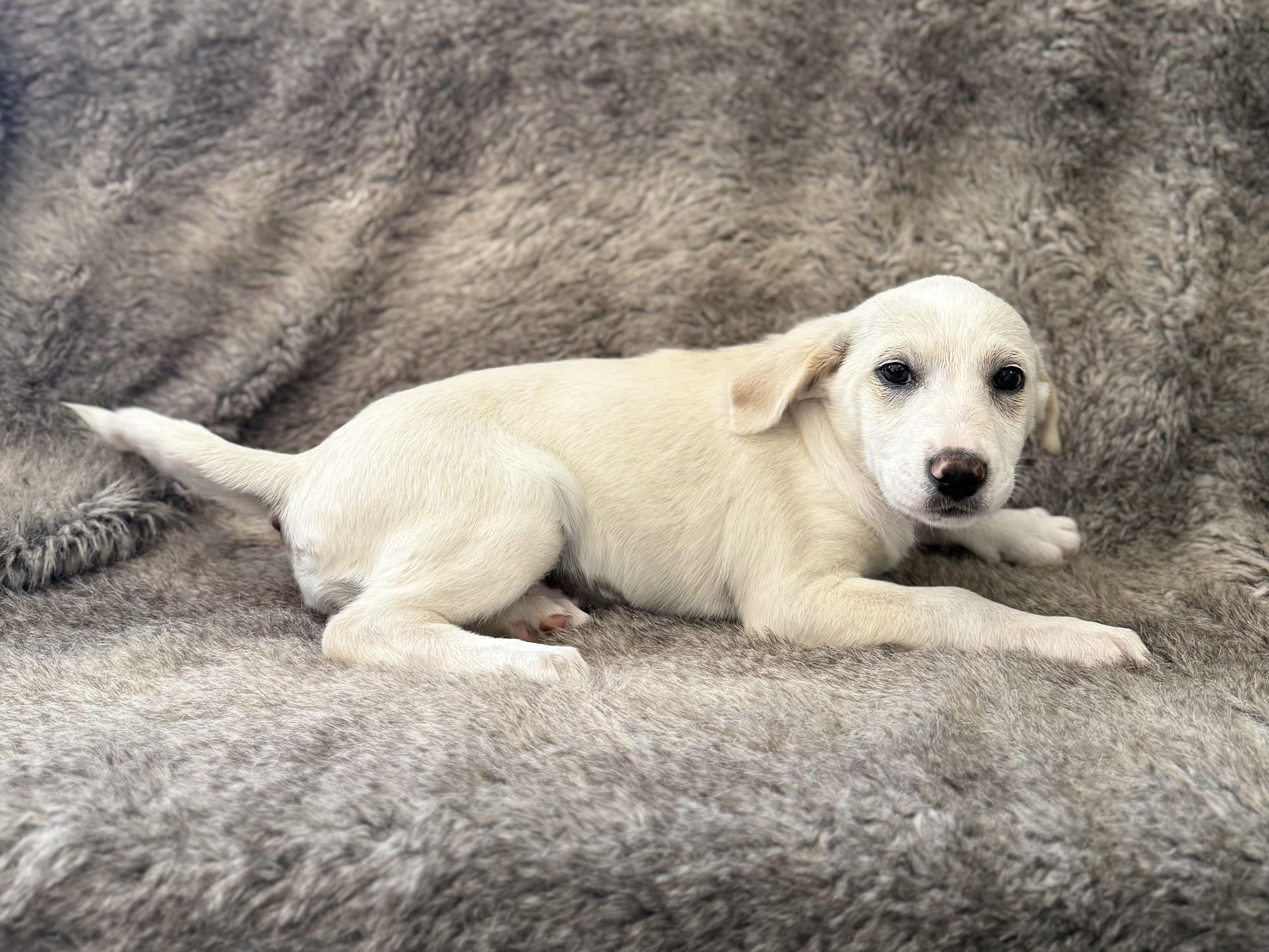 Enlarge Lila, an adopted mixed breed in Eagle, CO image 4/4