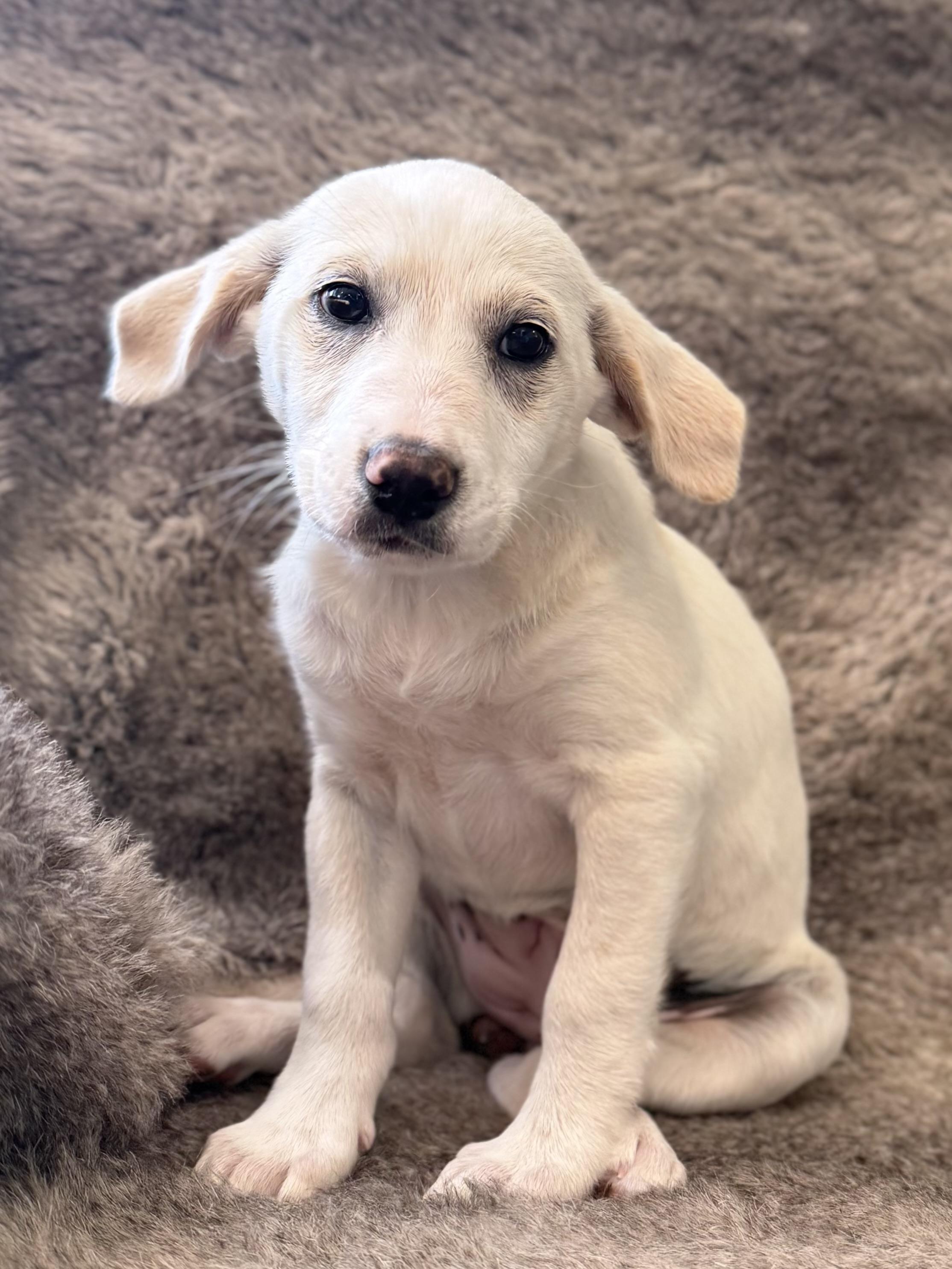 Enlarge Lila, an adopted mixed breed in Eagle, CO image 1/4