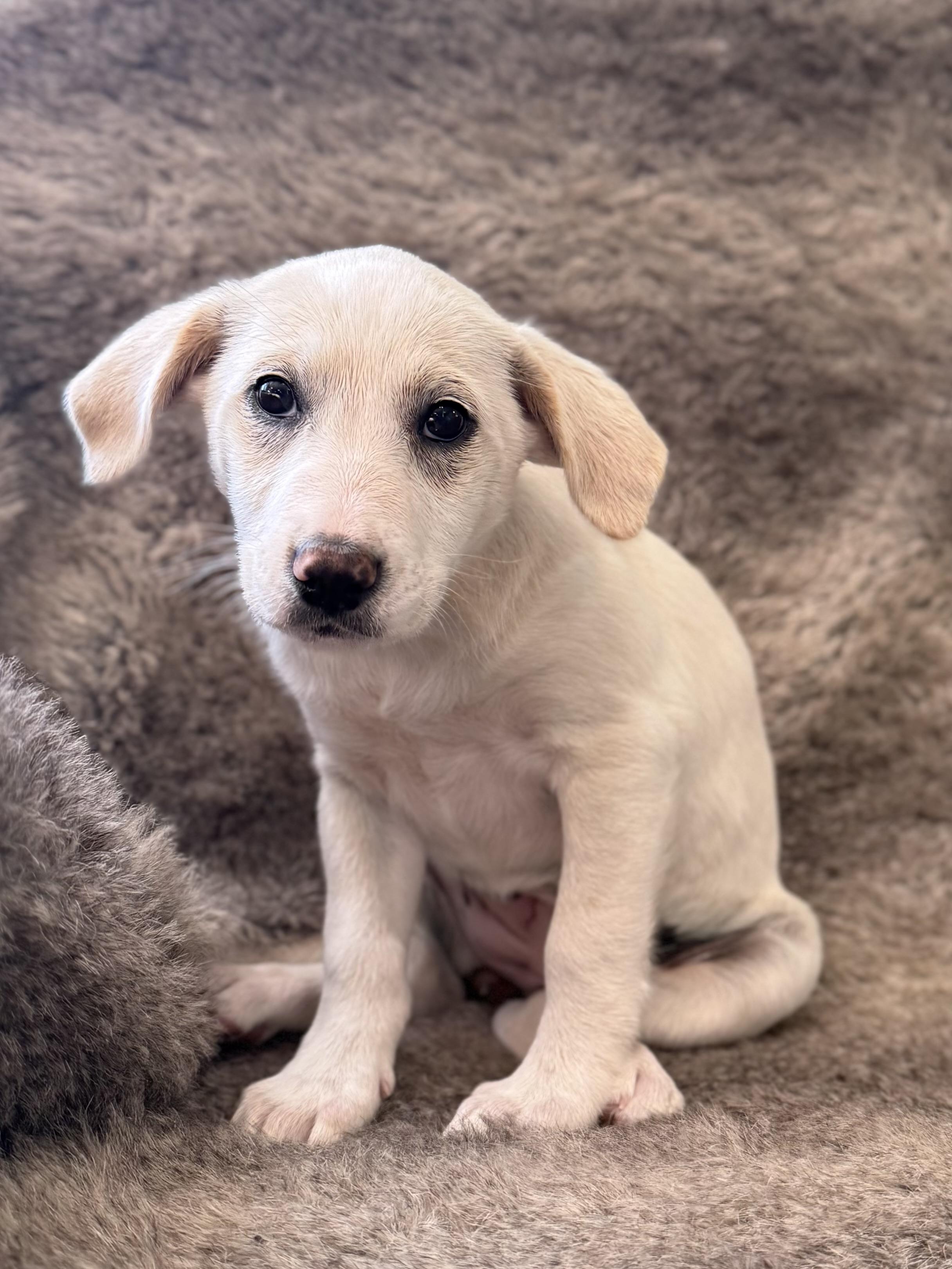Enlarge Lila, an adopted mixed breed in Eagle, CO image 2/4