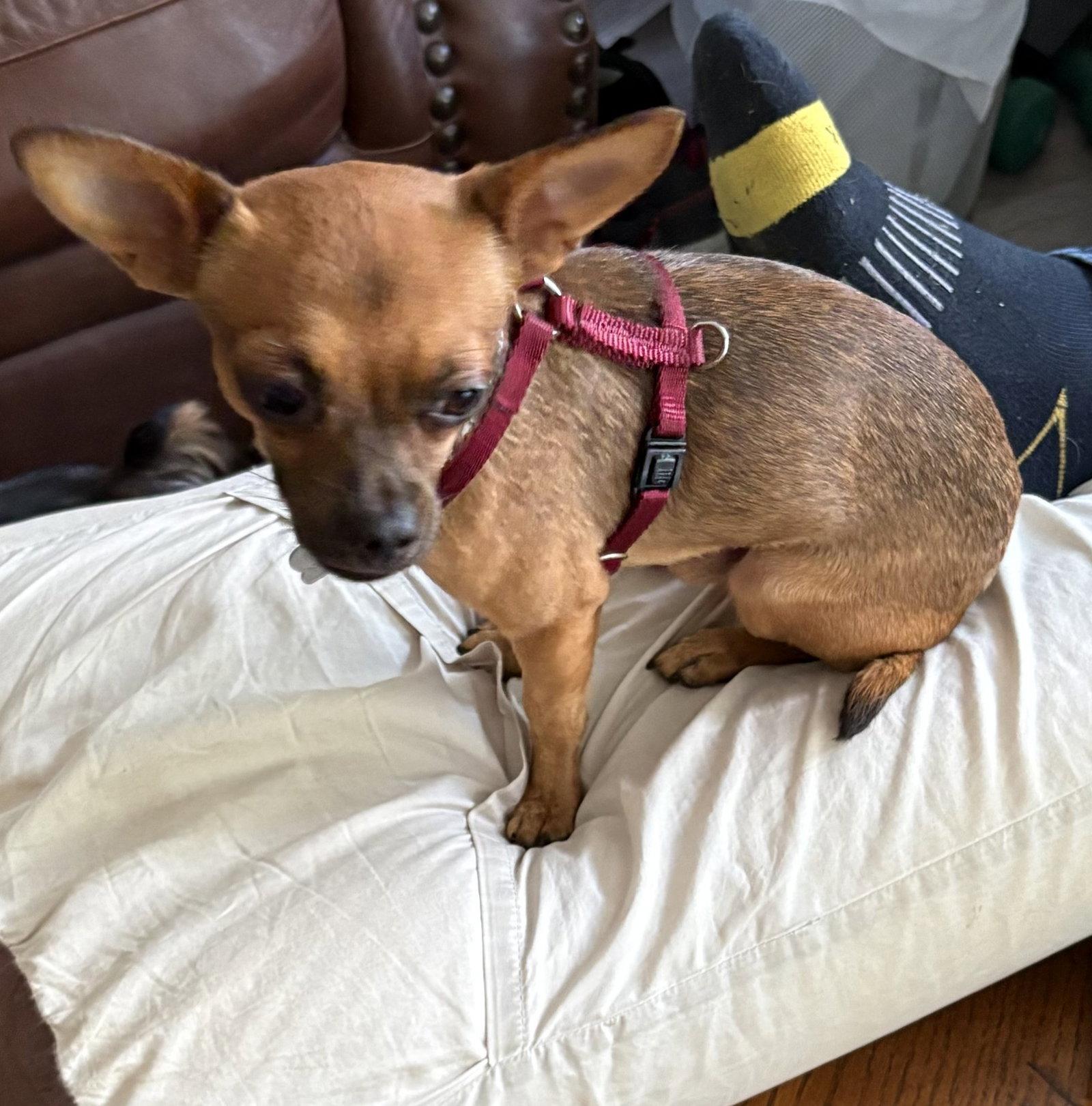 Osiris 3785, a Adoptable mixed breed in Pickering, ON image 1/3