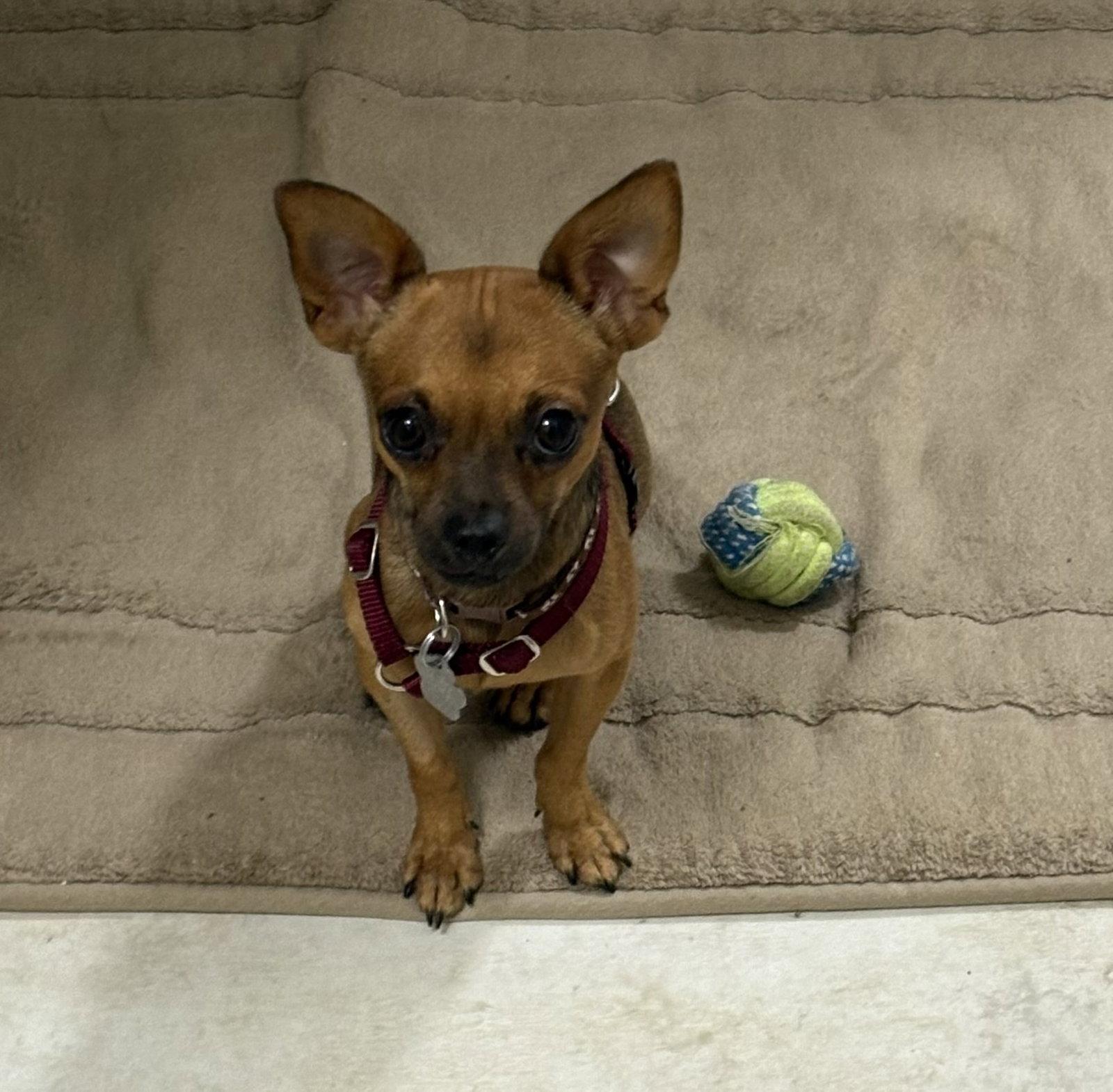 Osiris 3785, a Adoptable mixed breed in Pickering, ON image 3/3