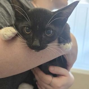 ALLIE, adopted, Kitten Female Domestic Short Hair.
