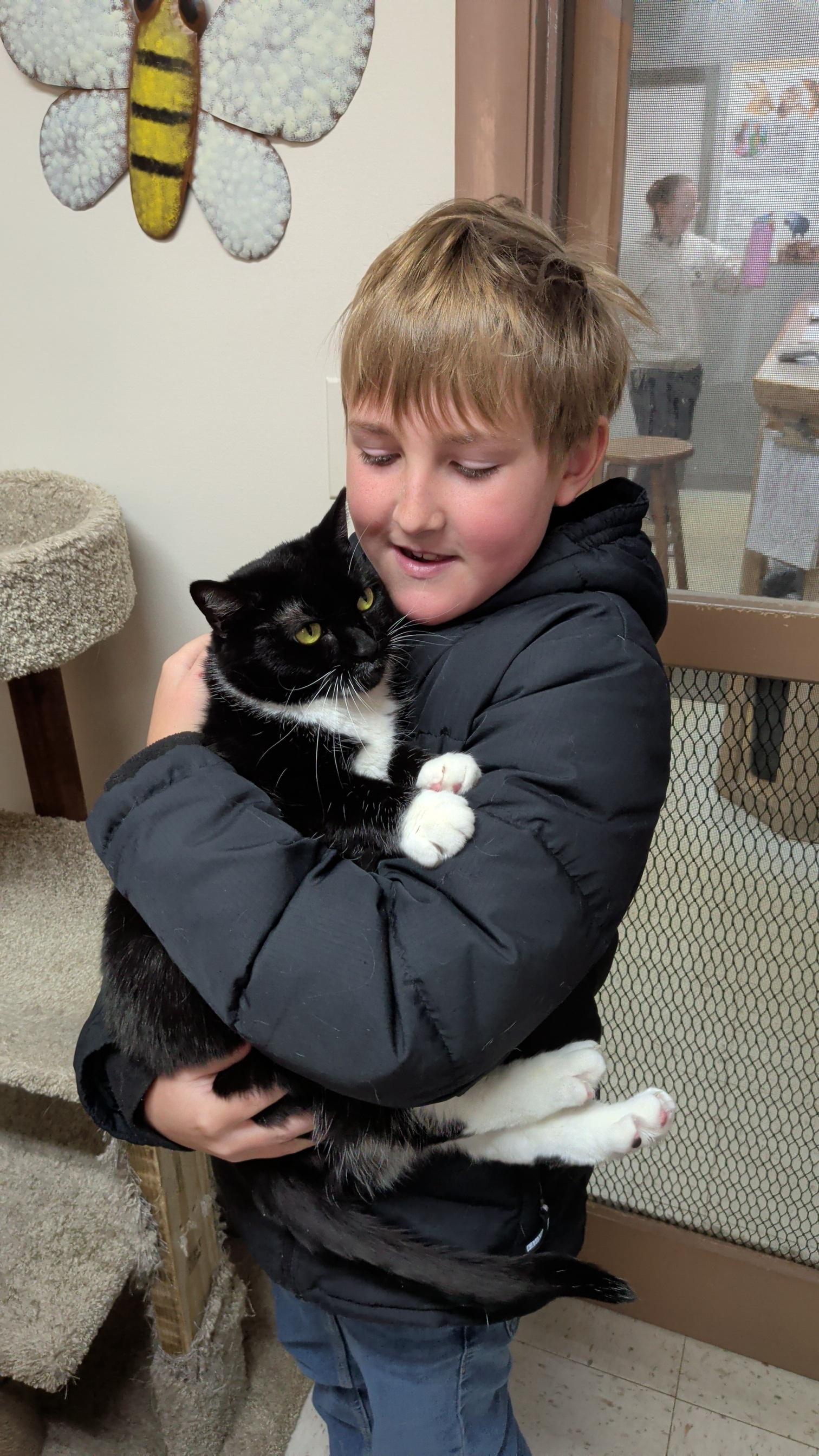 Enlarge Mittens, a ADOPTABLE Domestic Short Hair in Aurora, IL image 1/4