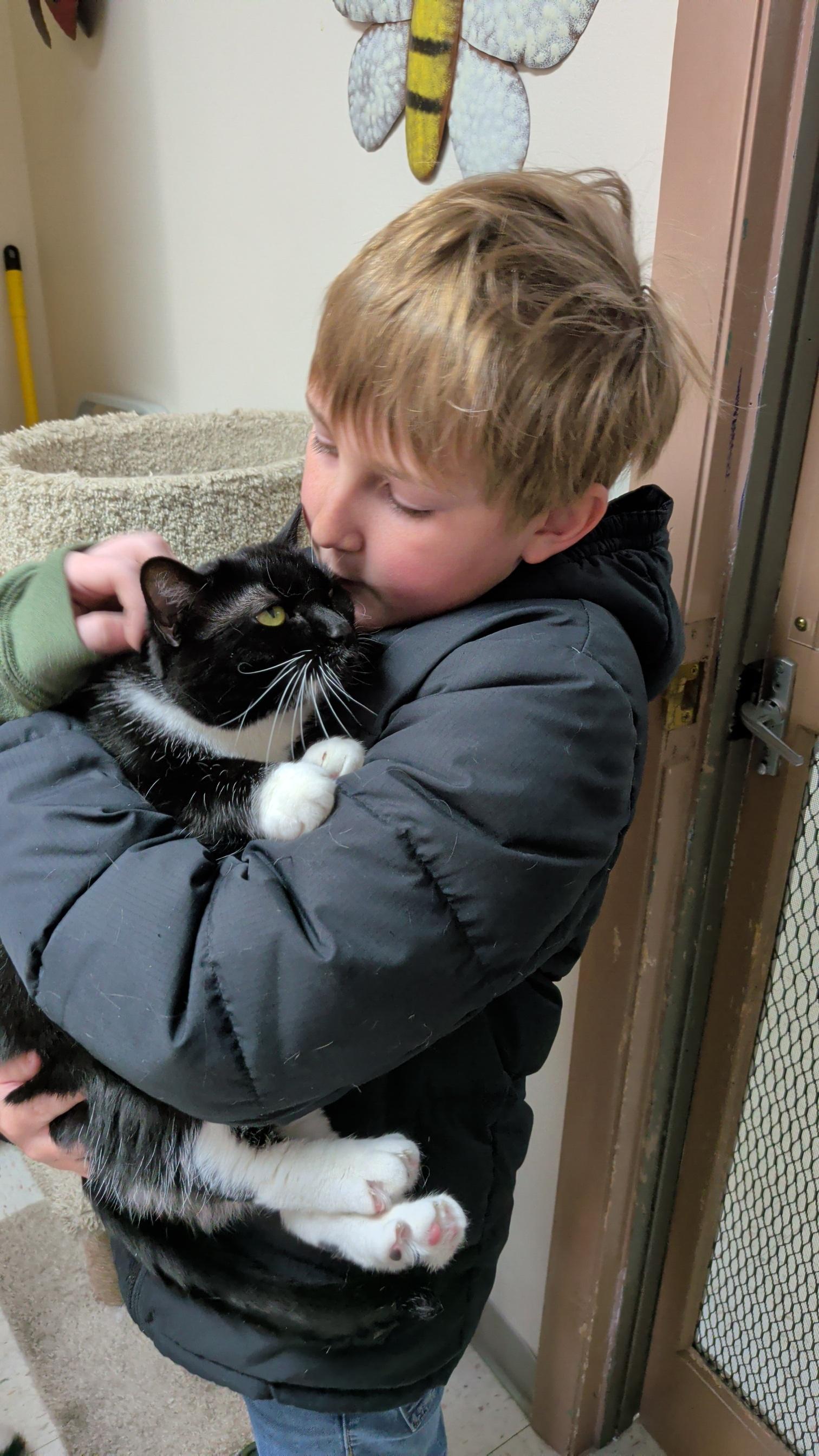 Enlarge Mittens, a ADOPTABLE Domestic Short Hair in Aurora, IL image 3/4