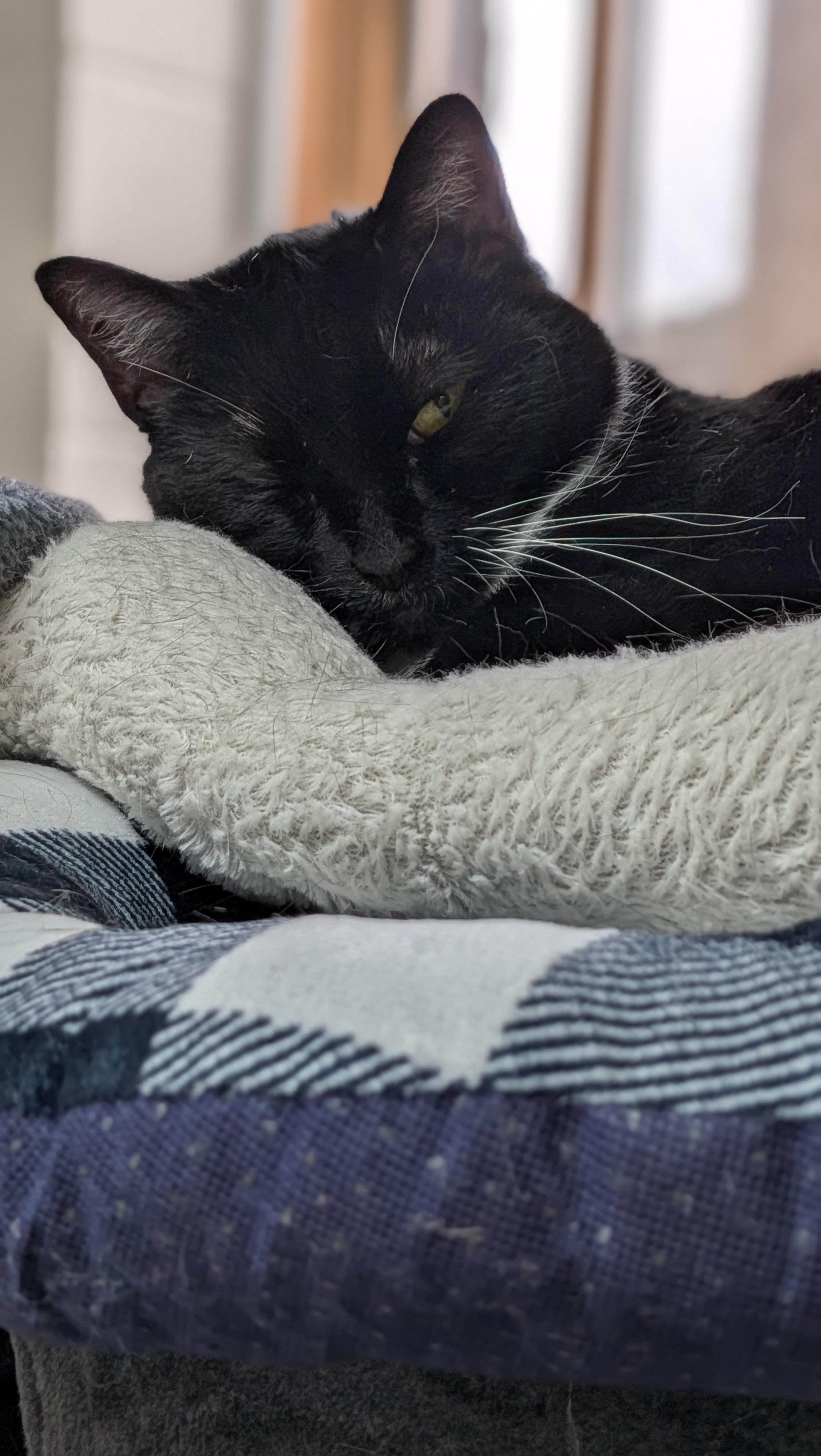 Enlarge Mittens, a ADOPTABLE Domestic Short Hair in Aurora, IL image 2/4