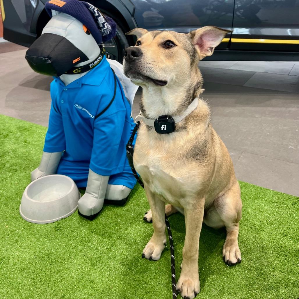 Enlarge Bandit, a Adoptable mixed breed in Alma, WI image 1/6