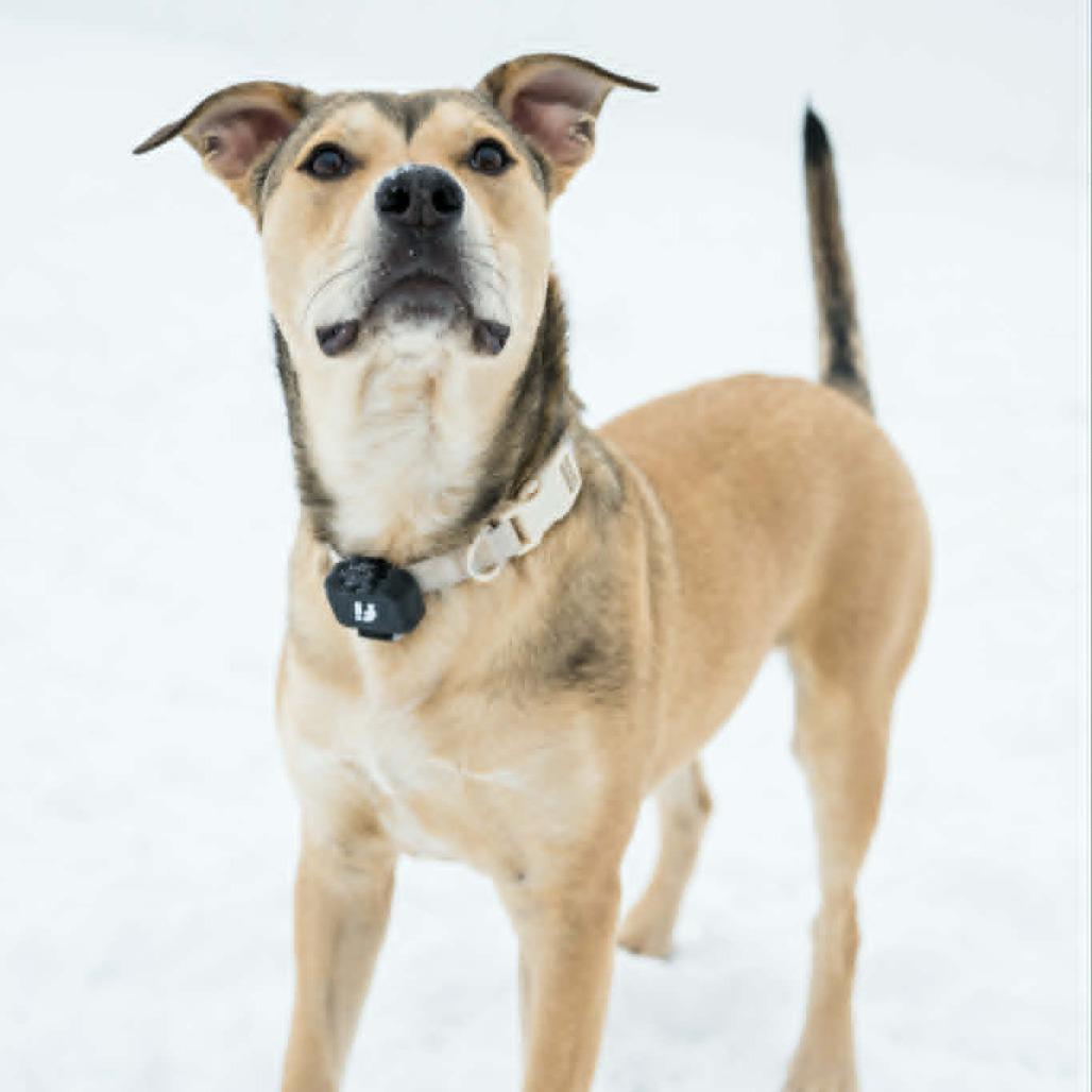 Enlarge Bandit, a Adoptable mixed breed in Alma, WI image 2/6