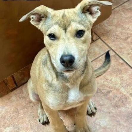 Enlarge Bandit, a Adoptable mixed breed in Alma, WI image 3/6