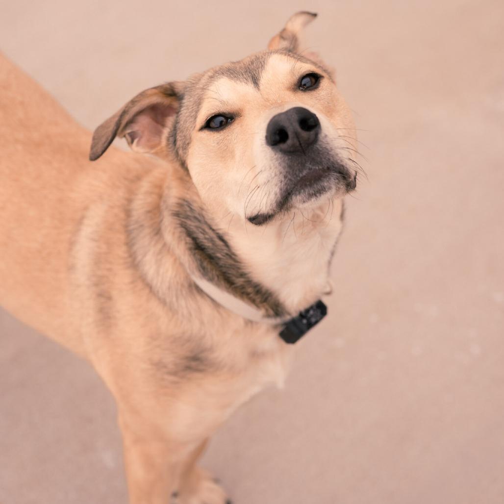 Enlarge Bandit, a Adoptable mixed breed in Alma, WI image 4/6
