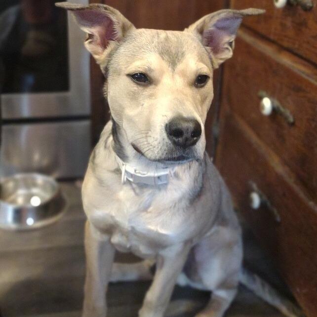 Enlarge Bandit, a Adoptable mixed breed in Alma, WI image 5/6