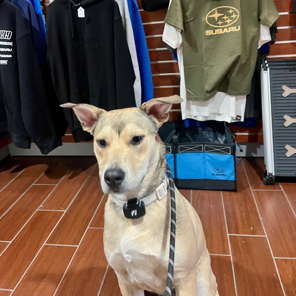 Enlarge Bandit, a Adoptable mixed breed in Alma, WI image 6/6