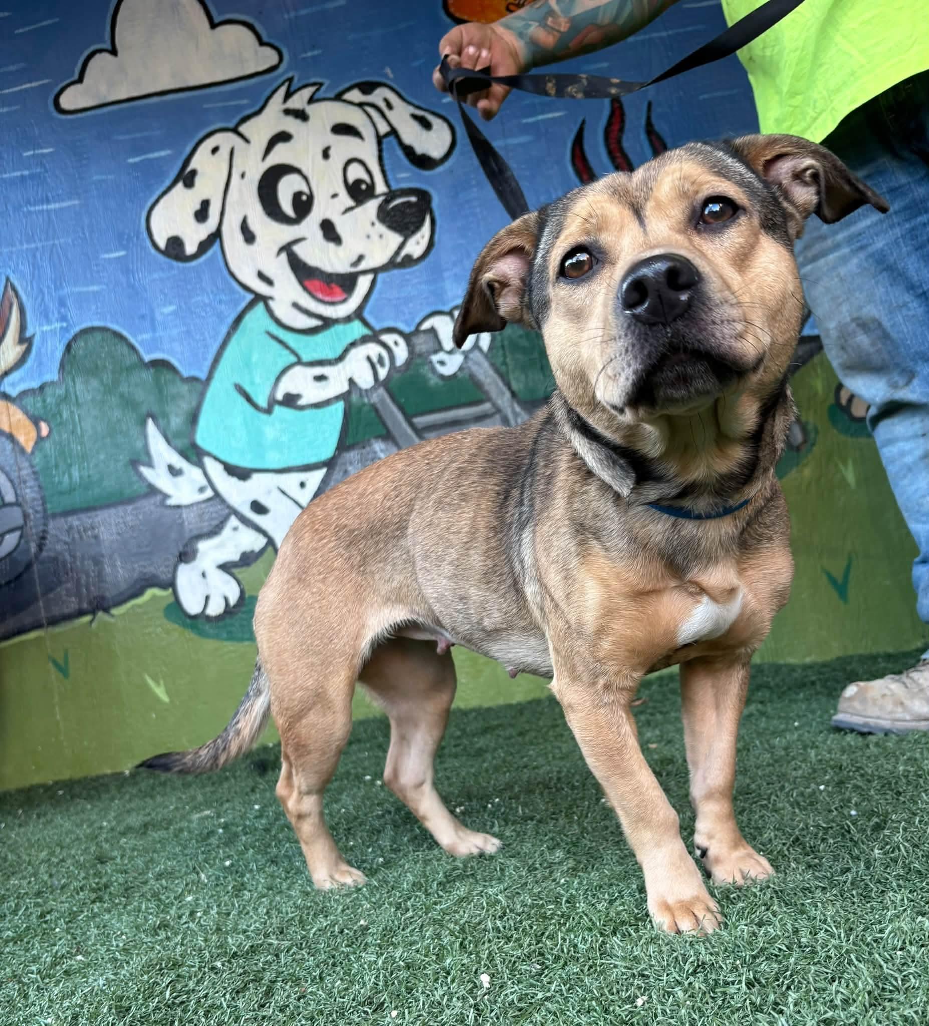 Enlarge WENDY, a Adoptable mixed breed in Vandergrift, PA image 1/1