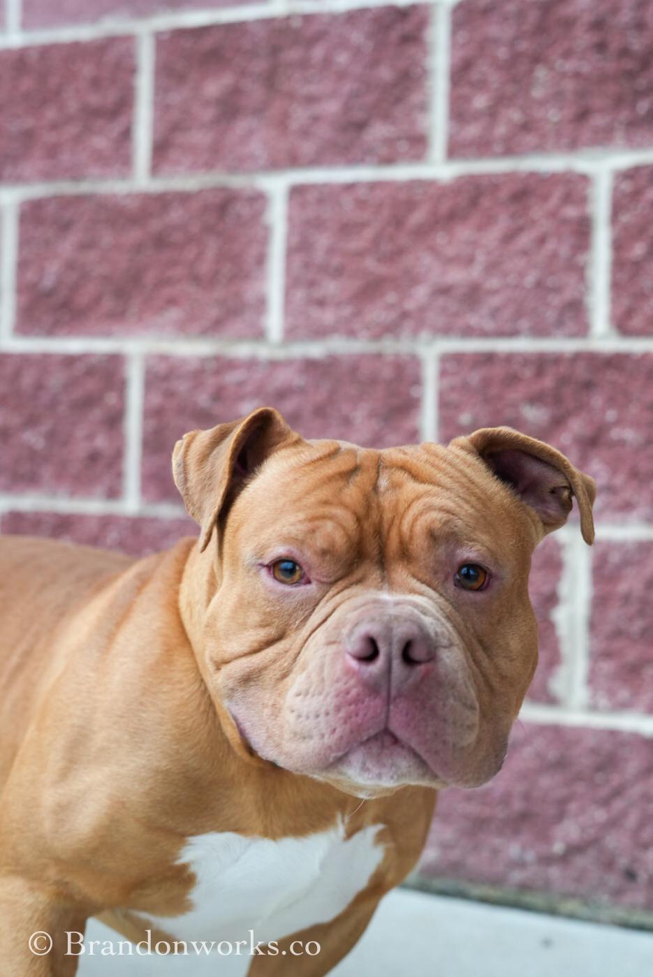 Enlarge Hooch *UPDATED BIO & PICS*, an adopted mixed breed in Stafford, VA image 4/4