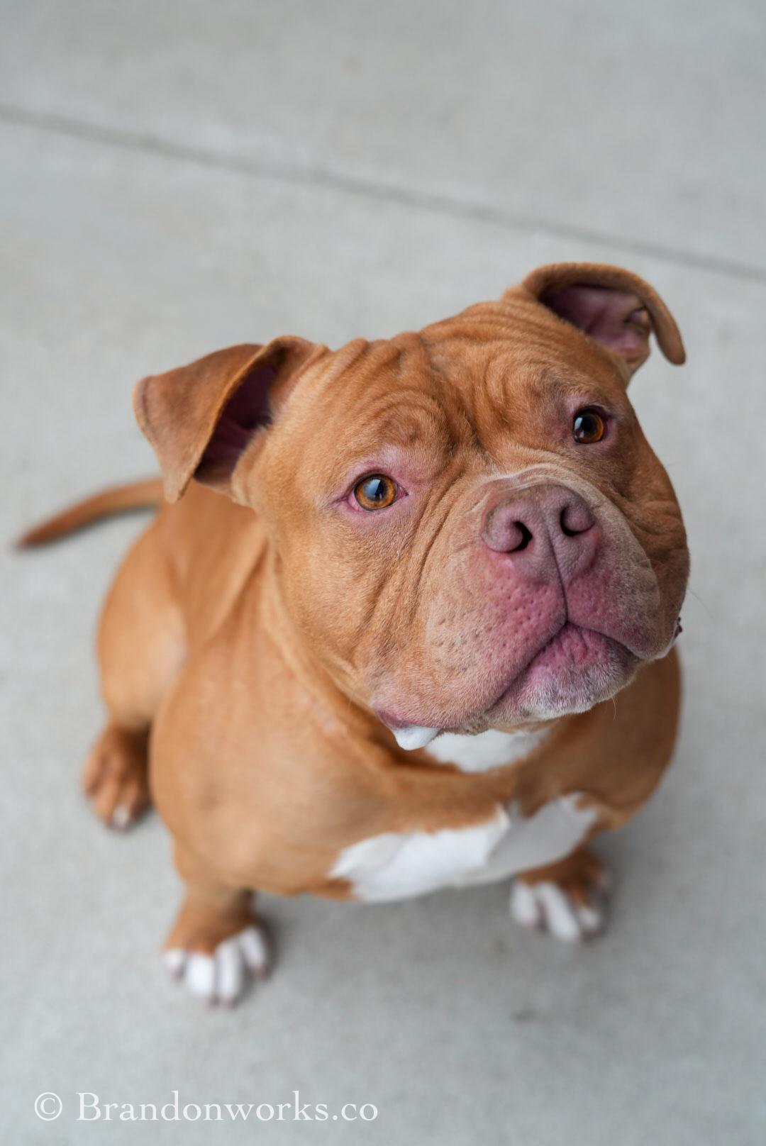 Enlarge Hooch *UPDATED BIO & PICS*, an adopted mixed breed in Stafford, VA image 2/4