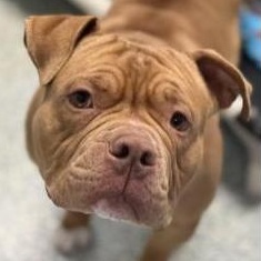 Enlarge Hooch, a ADOPTABLE mixed breed in Stafford, VA image 1/1