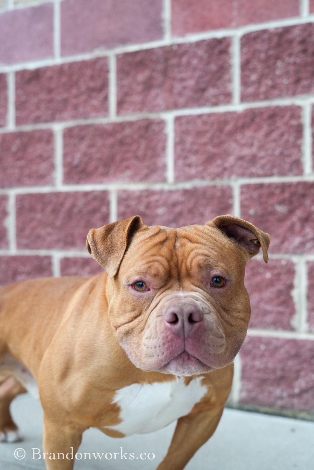 Enlarge Hooch *UPDATED BIO & PICS*, an adopted mixed breed in Stafford, VA image 3/4