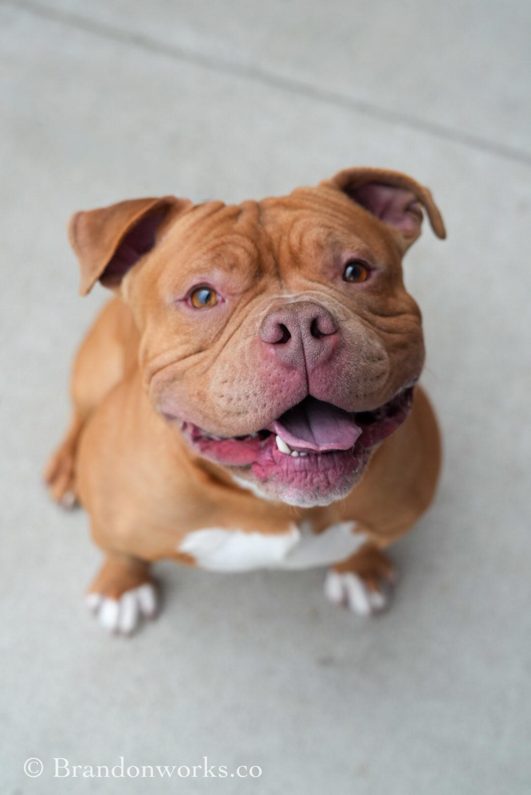 Enlarge Hooch *UPDATED BIO & PICS*, an adopted mixed breed in Stafford, VA image 1/4