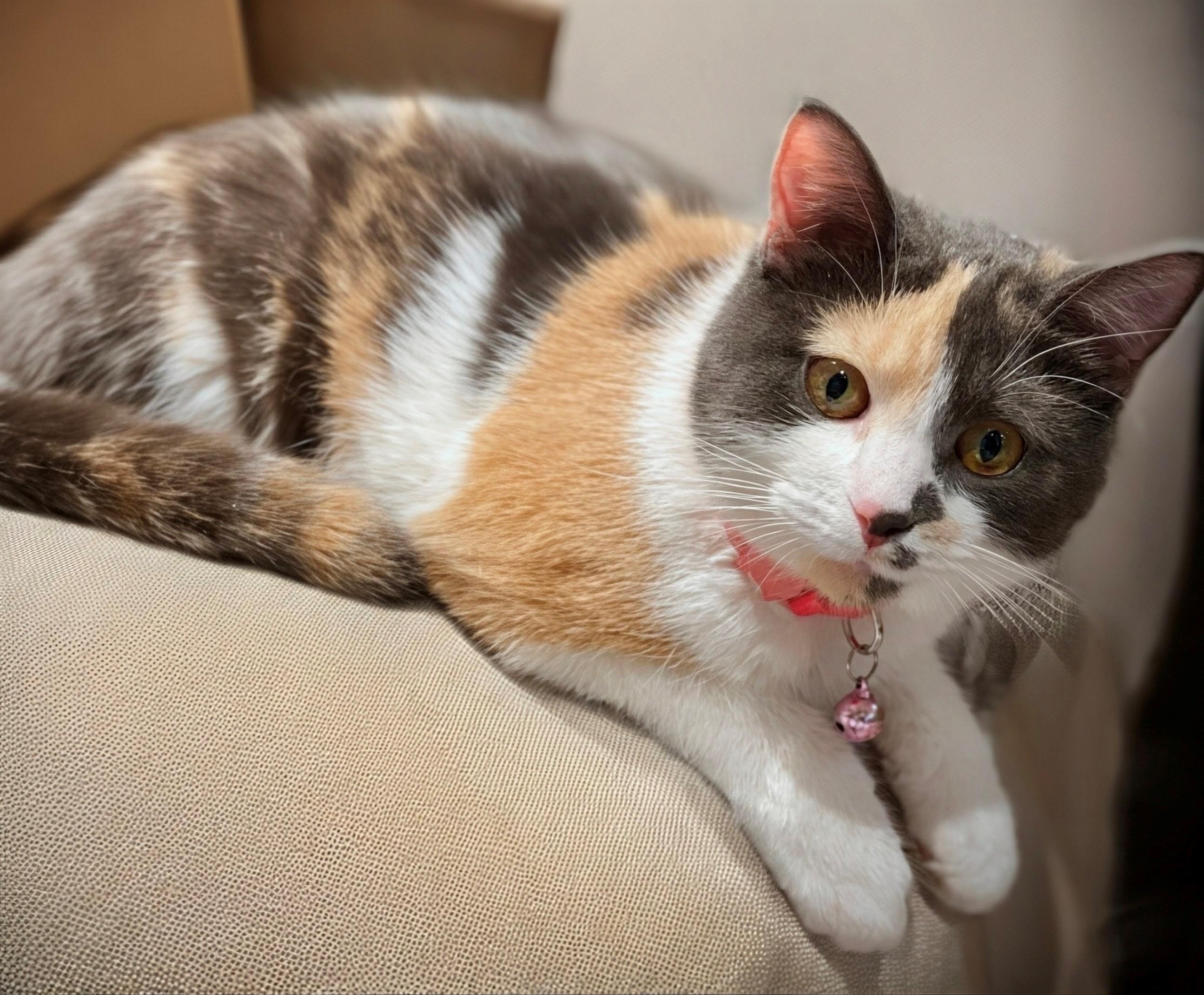 Sparkles 03/25 KK, adopted, Young Female Dilute Calico.