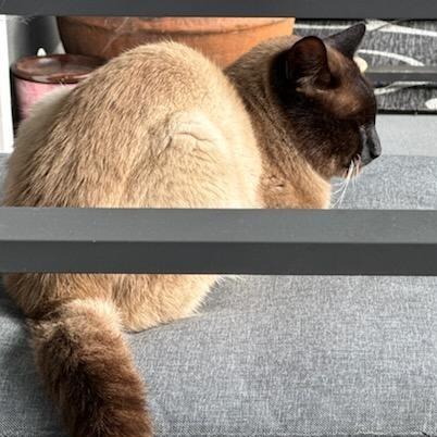 Enlarge Royal, a Adoptable Siamese in Chattanooga, TN image 1/5