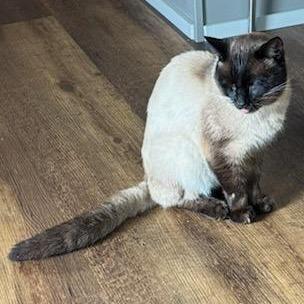 Enlarge Royal, a Adoptable Siamese in Chattanooga, TN image 2/5