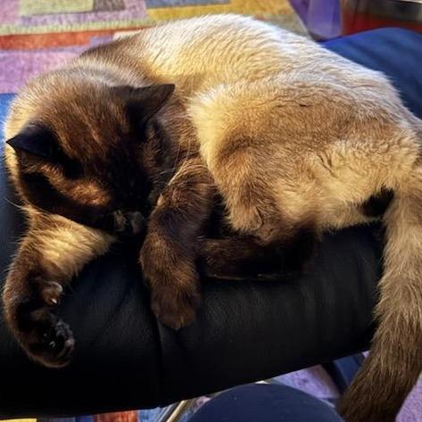 Enlarge Royal, a Adoptable Siamese in Chattanooga, TN image 3/5