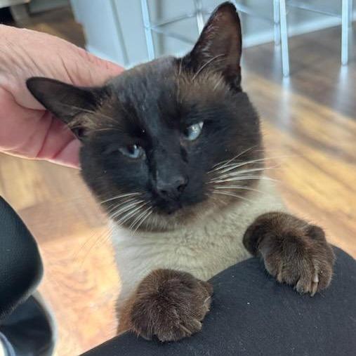 Enlarge Royal, a Adoptable Siamese in Chattanooga, TN image 4/5