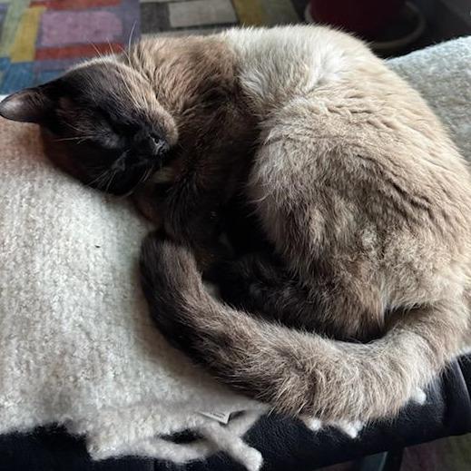 Enlarge Royal, a Adoptable Siamese in Chattanooga, TN image 5/5