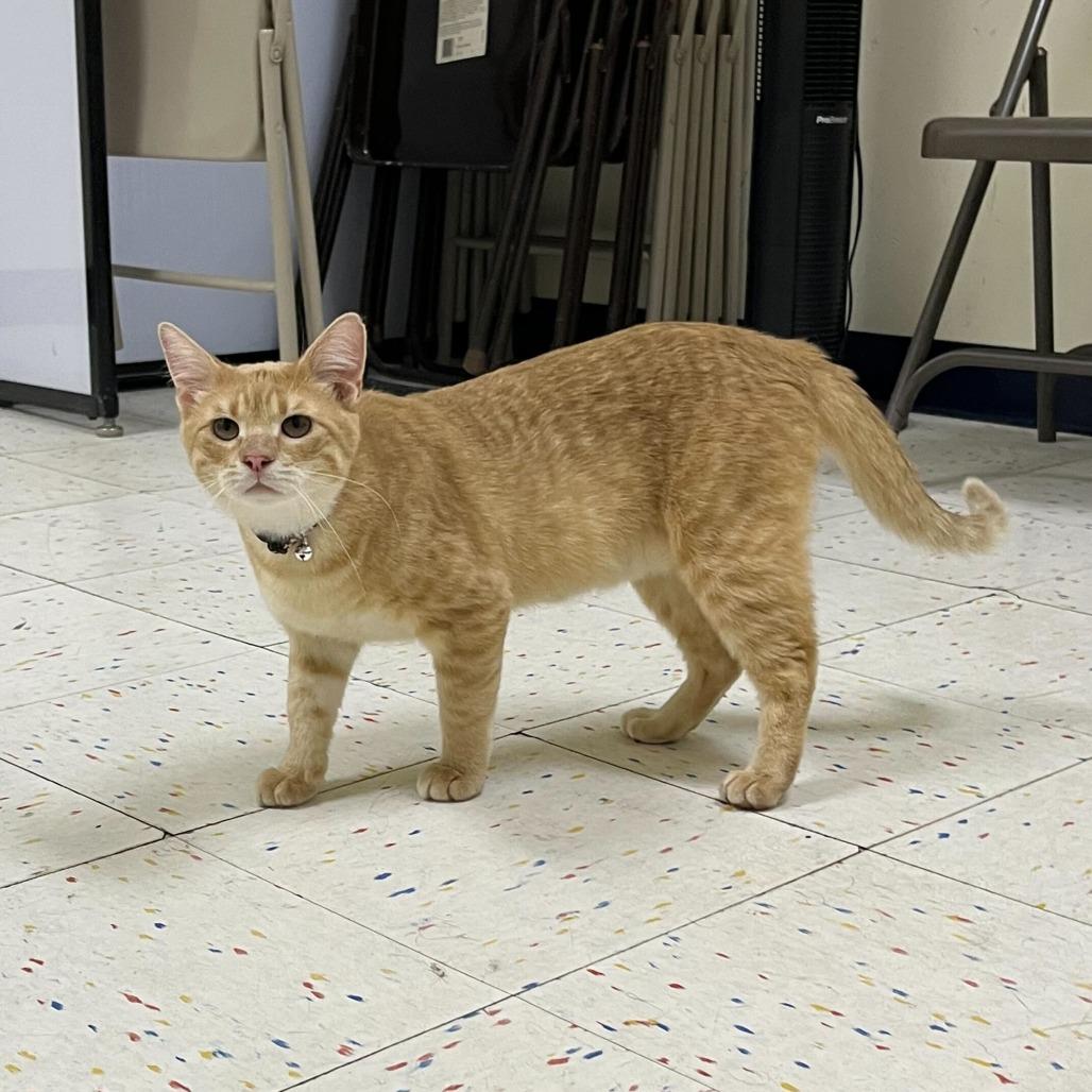 Enlarge Weather Tech, a Adoptable Domestic Short Hair in St. Paul, MN image 1/3
