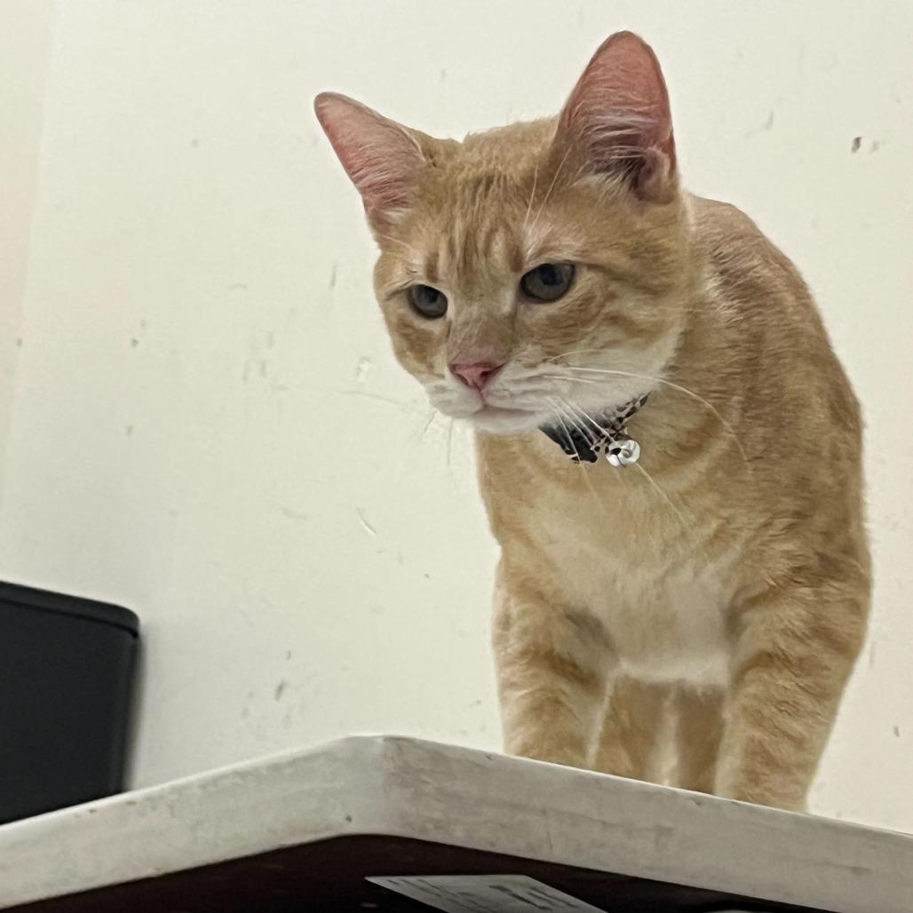 Enlarge Weather Tech, a Adoptable Domestic Short Hair in St. Paul, MN image 2/3