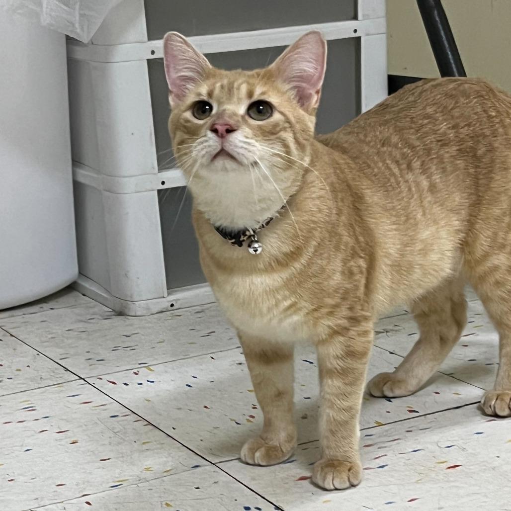 Enlarge Weather Tech, a Adoptable Domestic Short Hair in St. Paul, MN image 3/3