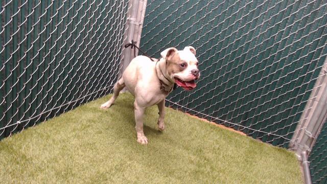 Enlarge FIRU, a Adoptable mixed breed in Downey, CA image 1/1