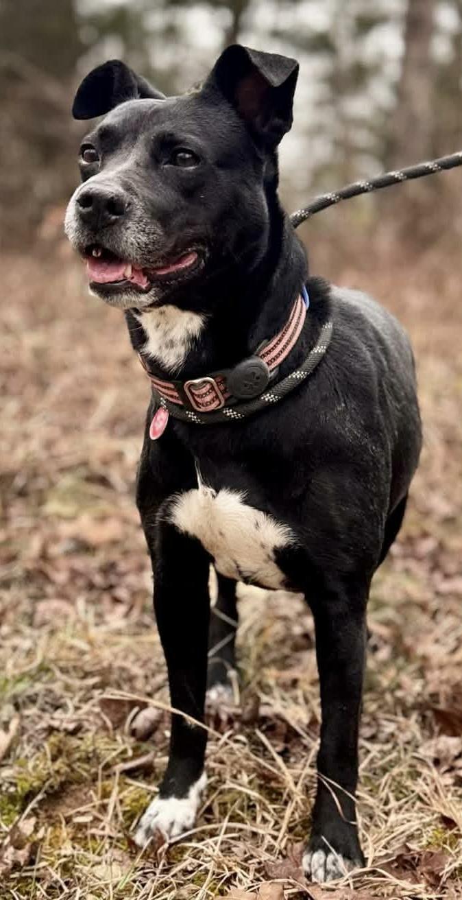 Enlarge PEPPER, a ADOPTABLE mixed breed in Waverly, TN image 2/6